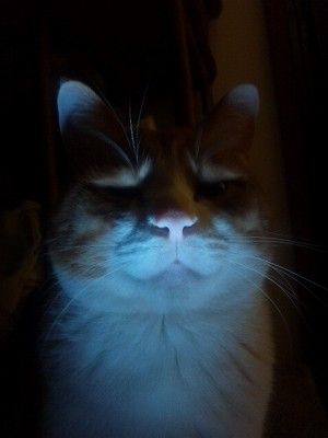 22 кота в шоке