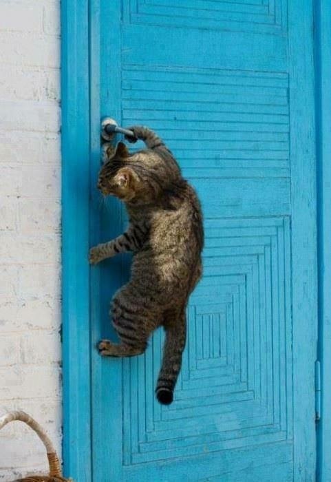 Скотинки - Животинки