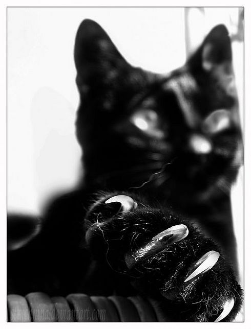 Коты, кошки, котята