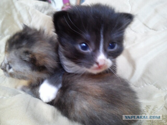 Котовторник - начало