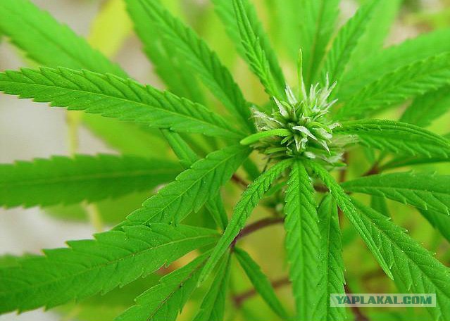 Абсурдный юмор ч.24