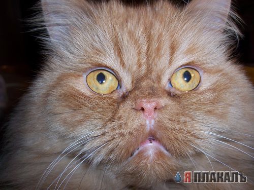 А вот и котовторник!