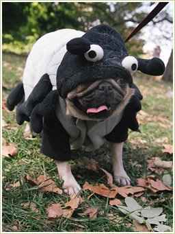 Мопсы - забавная порода собак!