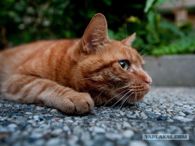 Коты из сети