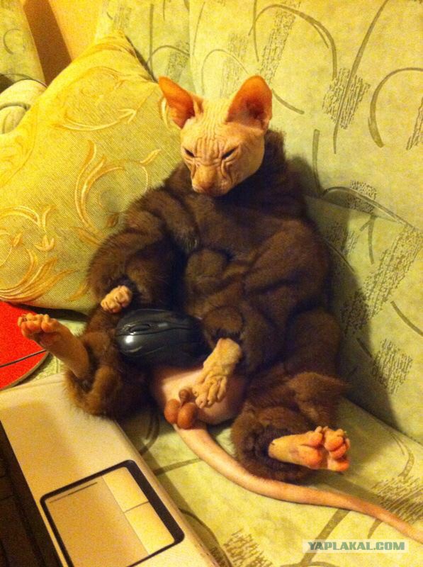 Новый жилец "Котоленда" Экзотический