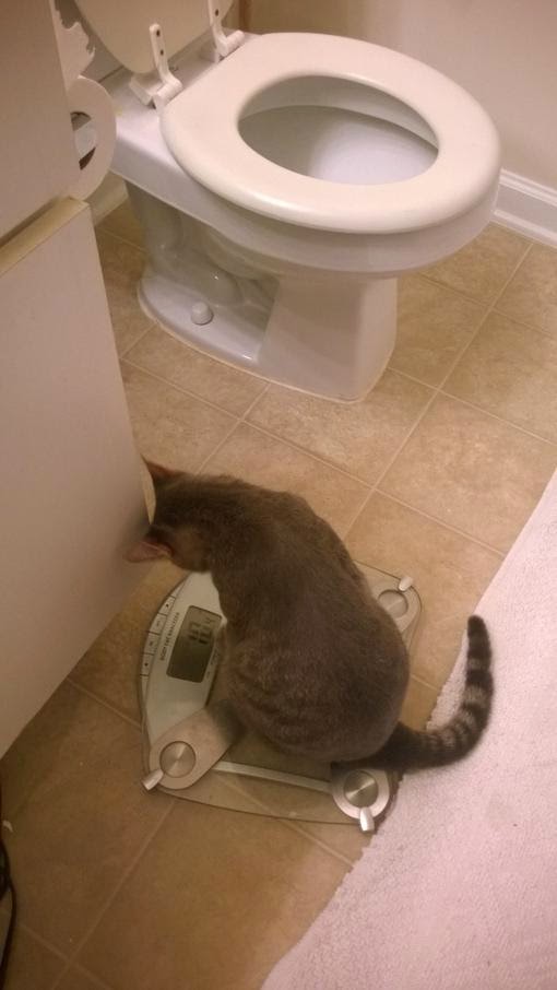 Коты из сети