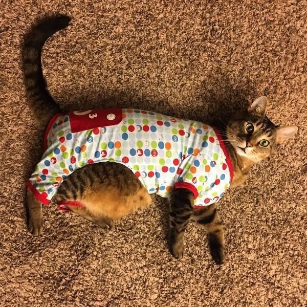 Коты и Кошки