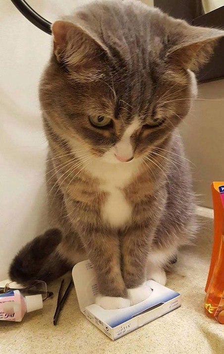 Коты и Кошки