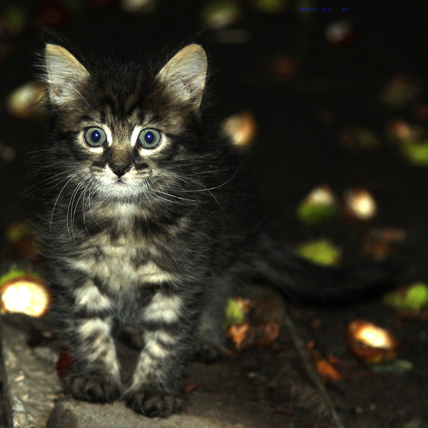 Коты и Кошки