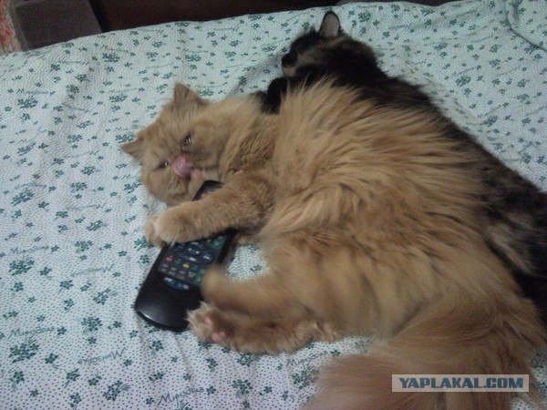 Котовторник 24.04.2012