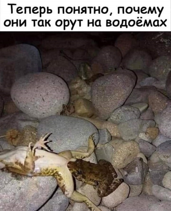 Картинки с надписями и анекдоты