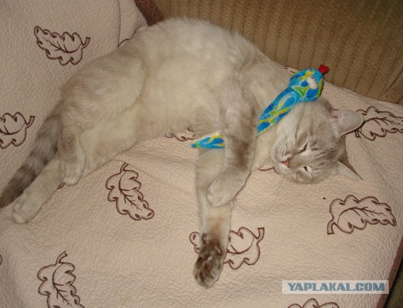 Котовторник  19.03.2013