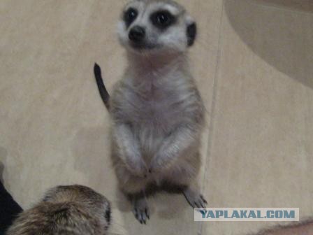 Mustela erminea, Горностай домашний