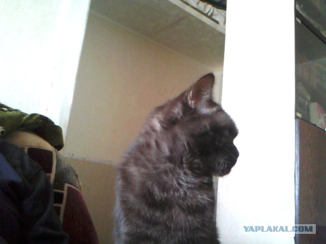 Котовторник 21.05.2013