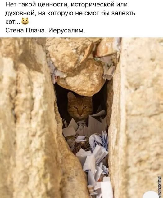 К котовторнику: подборка картинок-баянов с котиками и про котиков. Выпуск 24.