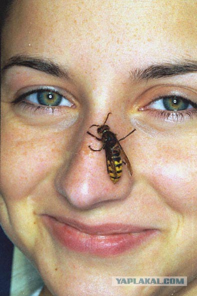 Что делать, если вас укусило насекомое
