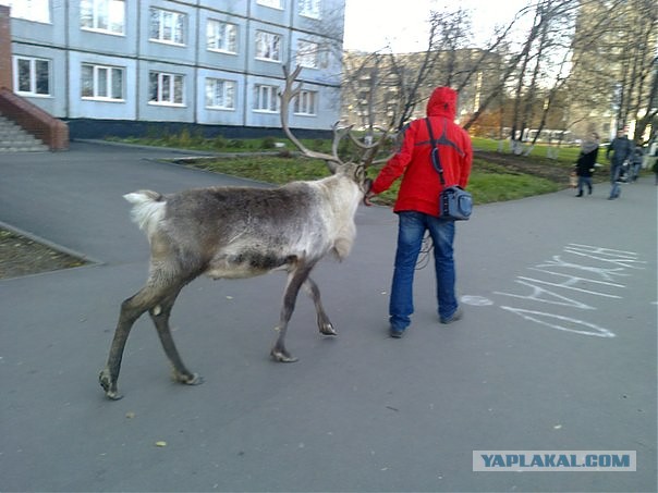влог мой день. комикс про обычный день. обычный день блог. мой обычный день картинки. обычный день фото.
