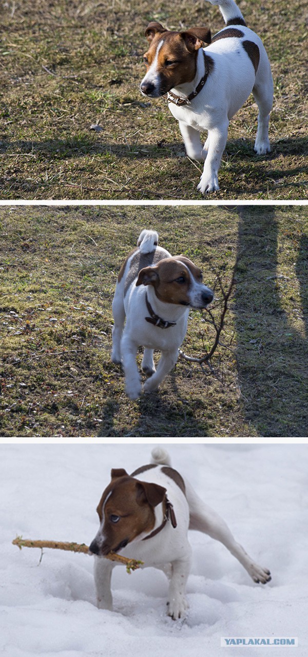 Собакочетверг