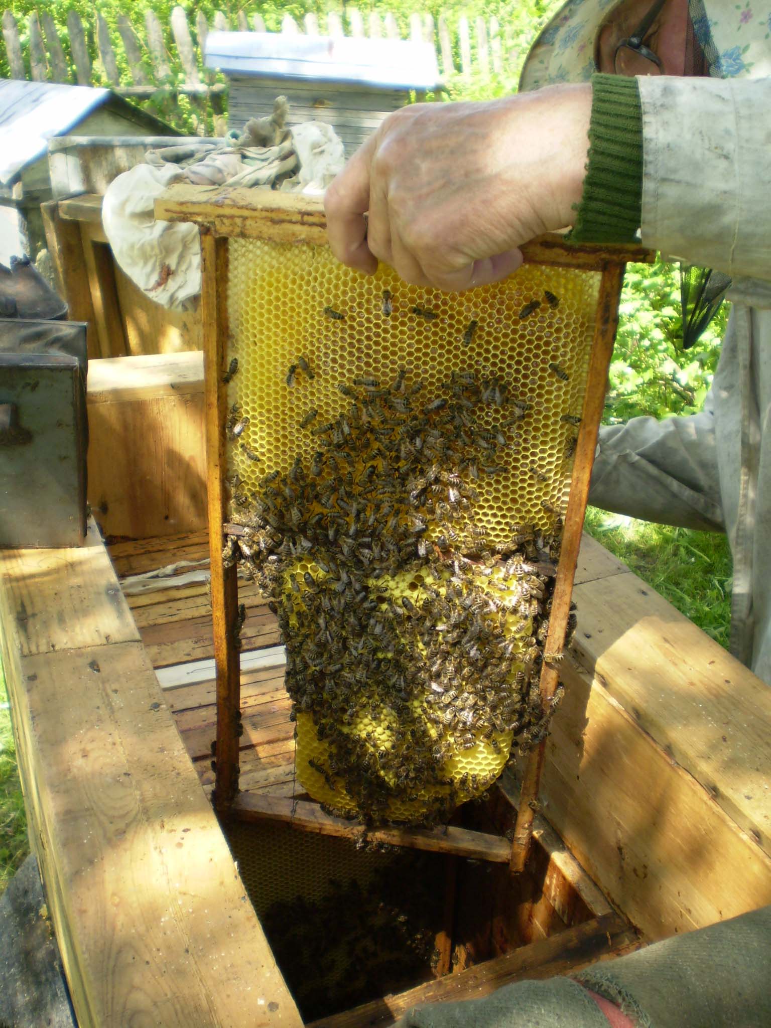 Температура улья пчел. Улей на пасеке. Пасека соты. Пчелы в улье. Пчелы и мед.