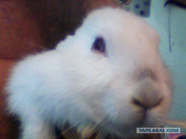 Кролик во хмелю.....