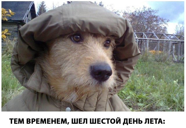Живность из сети