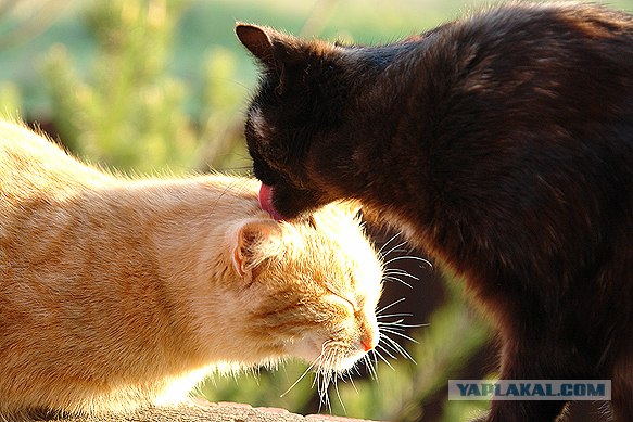 Котовторник на ЯПлакалъ (20.05.08), прикольные коты, добавляем свои!