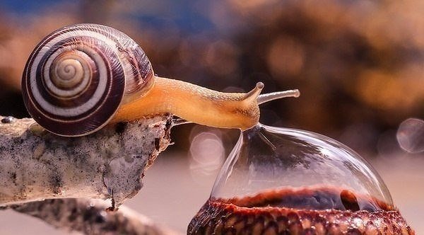 Милые животные. Мимиметр сломался