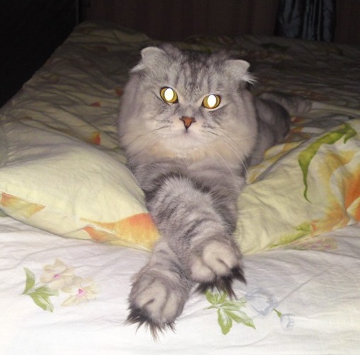 Начинаем котовторник!
