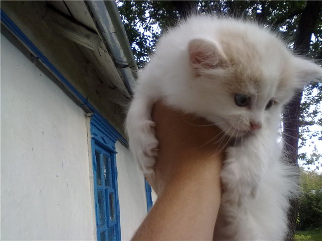 Котовторник в "КотоГетто"