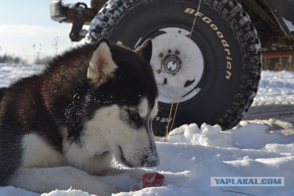 Один день из жизни Хаски, с обеда до ужина!
