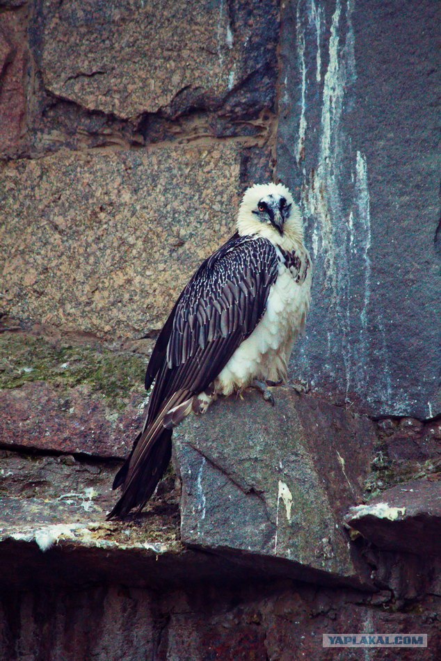 Московский зоопарк