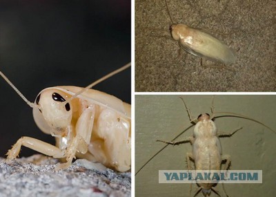 Накипело уже. Тараканы, о которых все забыли..