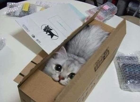 Котовторник! начнем? 04.06.19