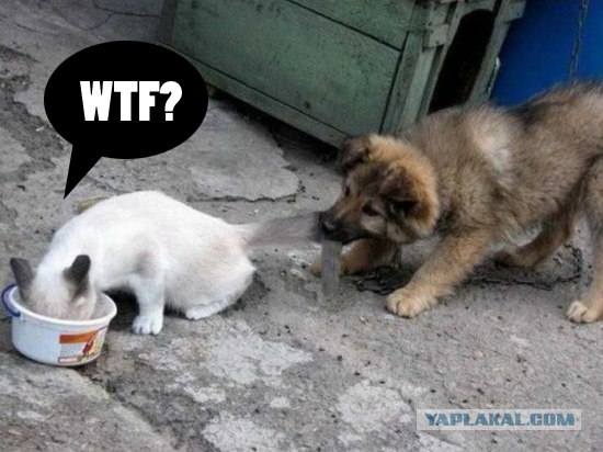 Фотожаба: WTF?