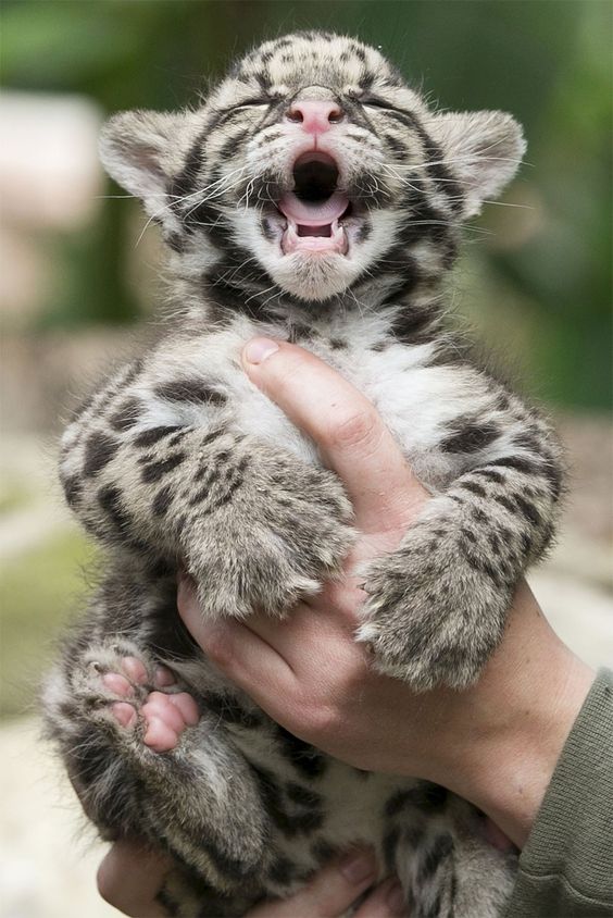 Тигренок. Маленький Тигренок. Милые тигрята. Тигренок улыбается. Смешные животные для детей