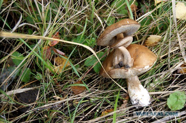 Осень в банках