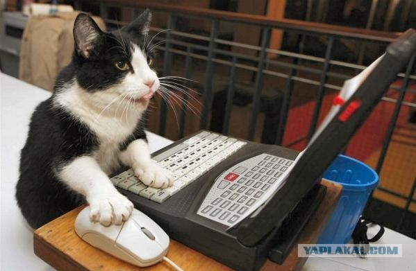 Оставил ноутбук на работе....
