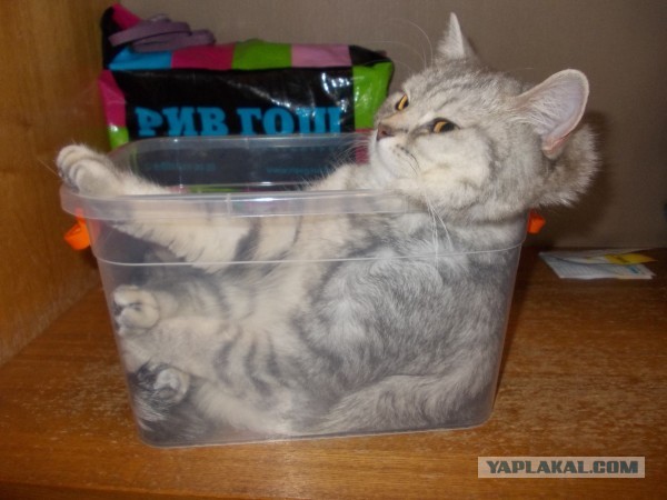 Котовторник 04.06.2013