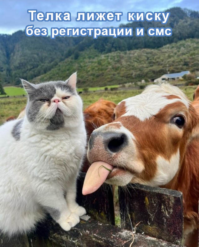 Так себе картинки 04.06.25