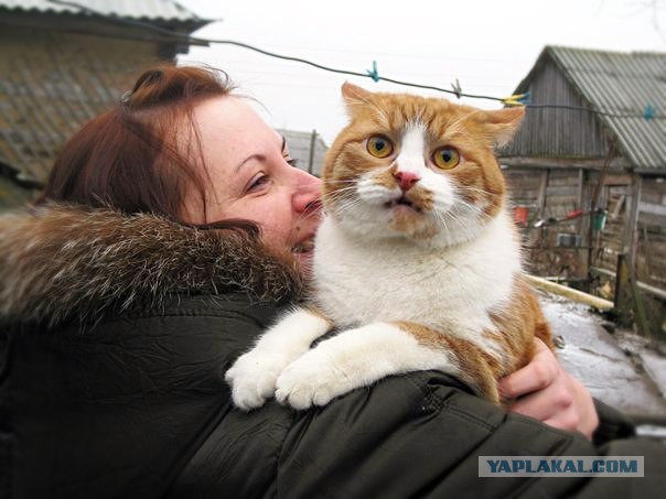 Котовторник 25.02.2014
