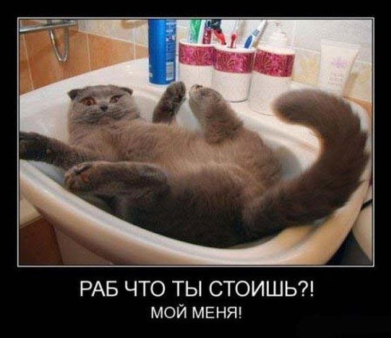 Комментарии из социальных сетей