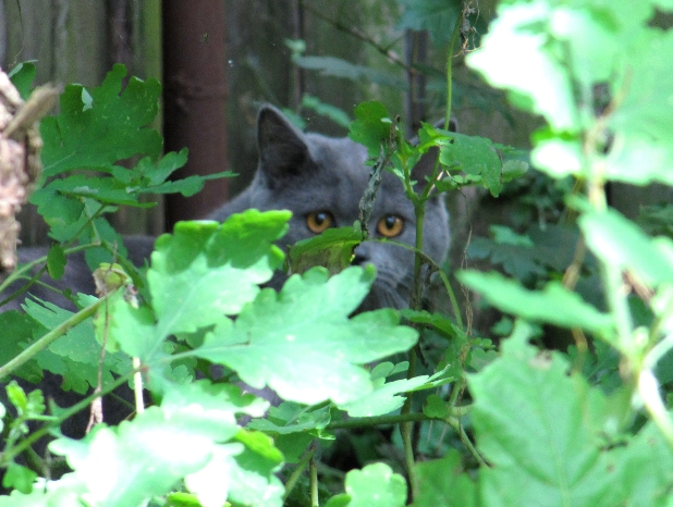 Котовторник 01.07.2014