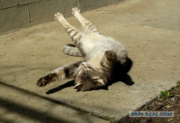 Вся суть котэ