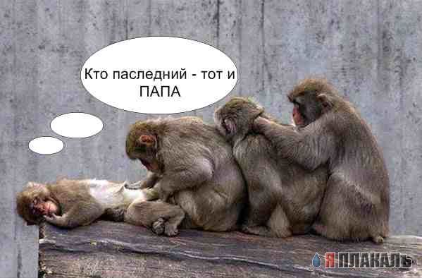 ОБЕЗЬЯНЫ. Все про обезьян