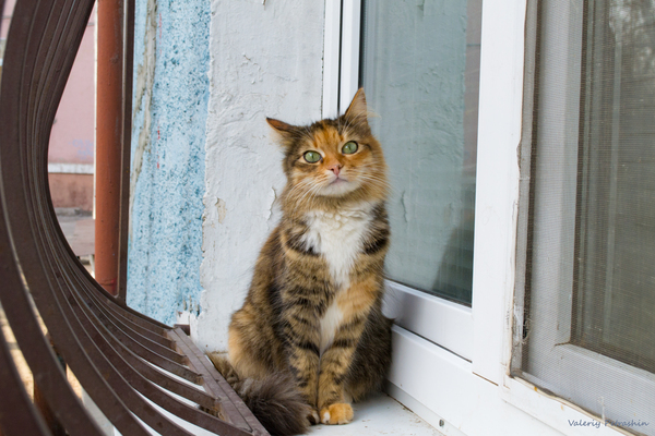 КотоВторник 26.04.2016