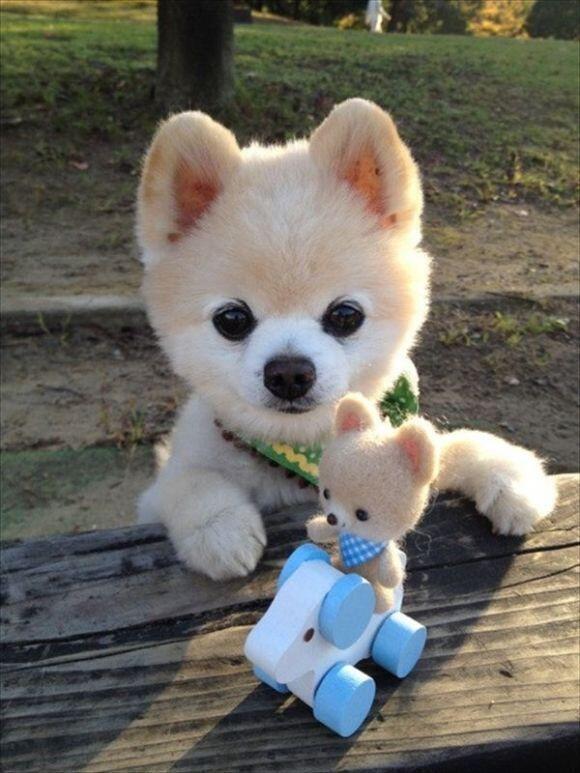 Прикольные животные
