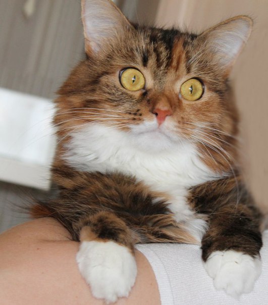 Коты из сети