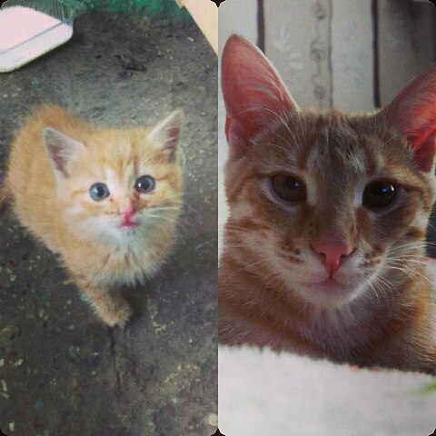 Коты и Кошки