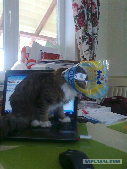 Когда ты величественный, безжалостный, грациозный убийца... но тебе дали пакетик