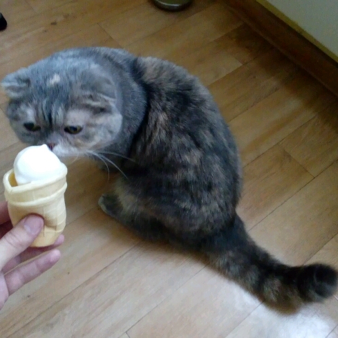 Котовторник